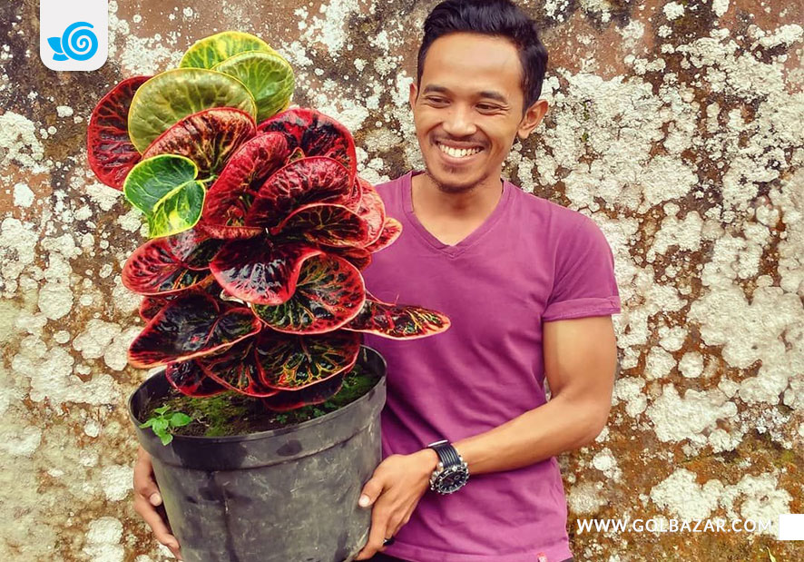 گل کروتون تایلندی