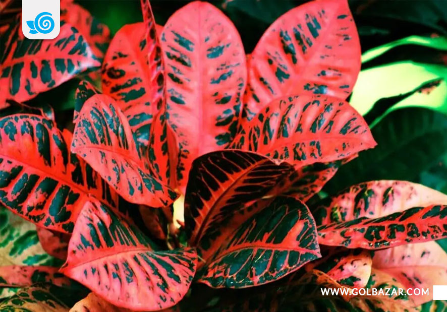 گل کروتون قرمز