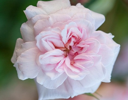 گل رز بالا رونده