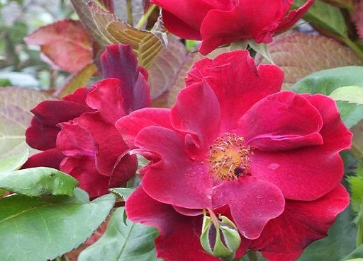 گل رز سرخابی برای باغچه