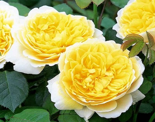 گل رز زرد برای باغچه