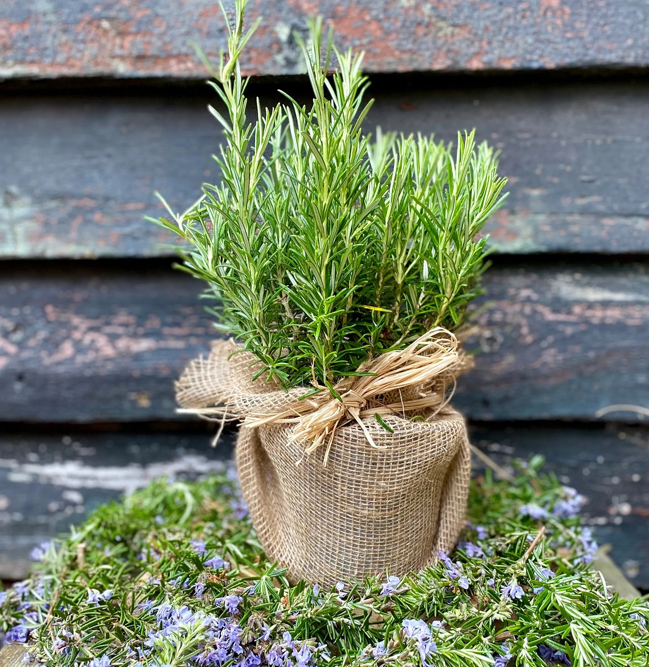 گلدان رزماری