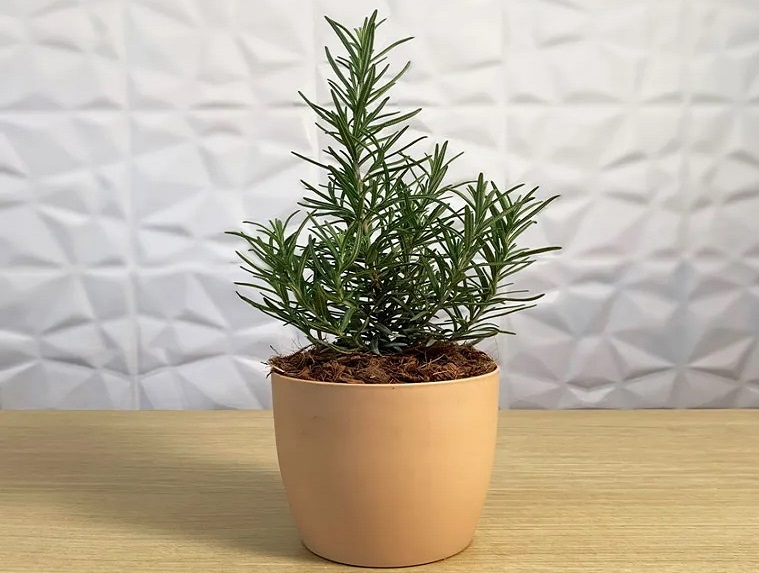 روش نگهداری رزماری