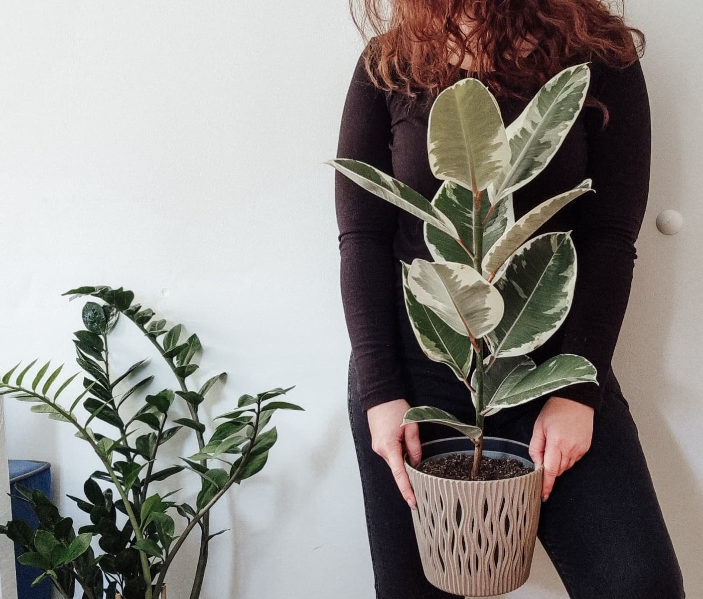 گیاهان با برگ پهن