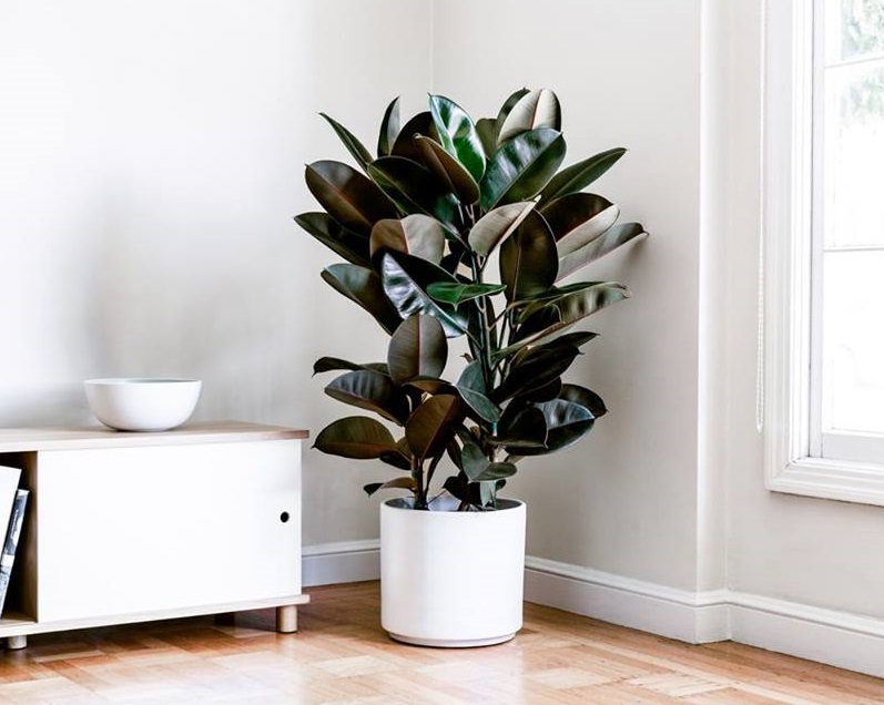 اسم گل های آپارتمانی برگ پهن