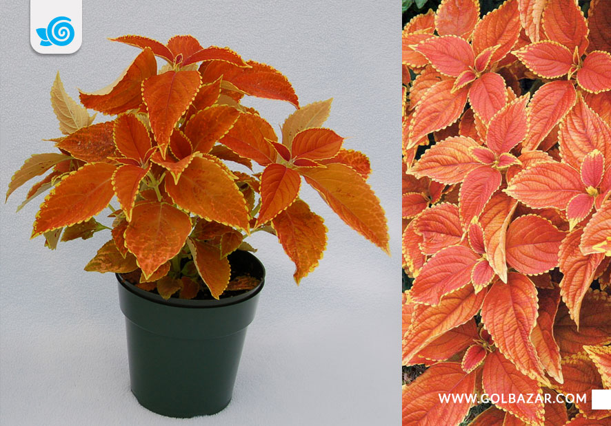 گل حسن یوسف نارنجی