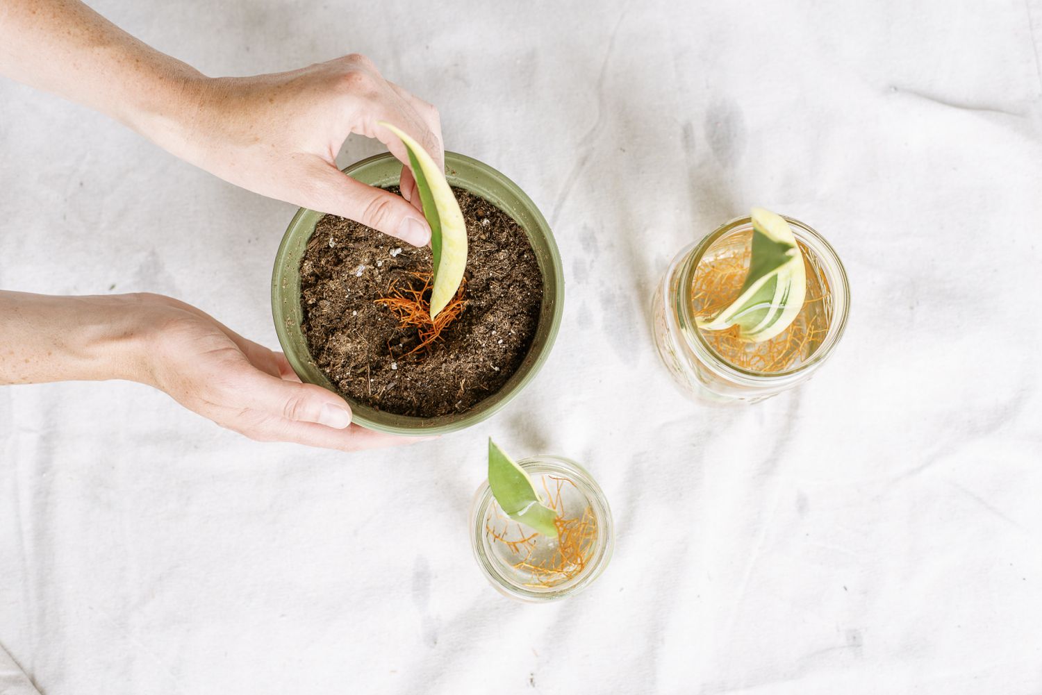 تکثیر سانسوریا با پاجوش