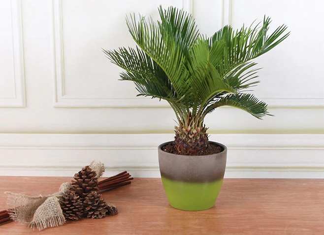 رشد و تقویت سیکاس