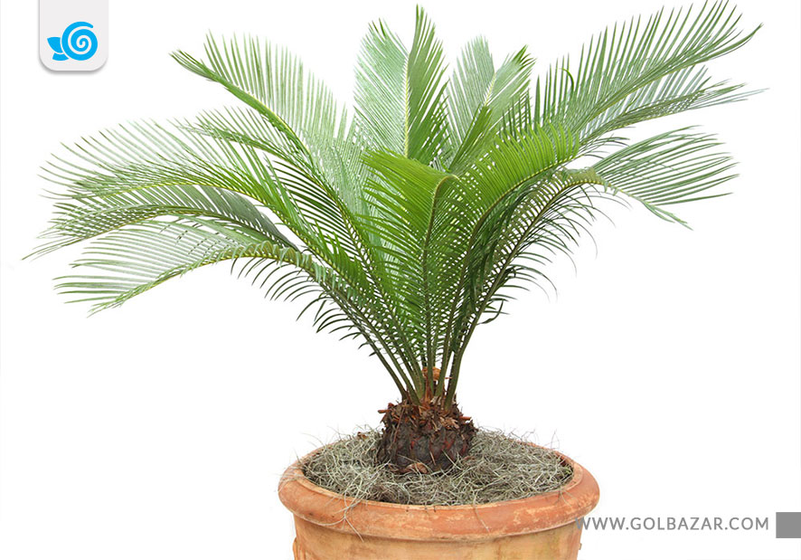 گل های مقاوم به خشکی - نخل سیکاس