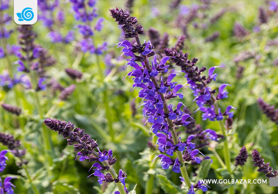 گل پاییزی- مریم گلی