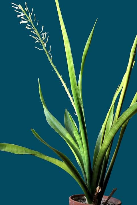 انواع گل سانسوریا