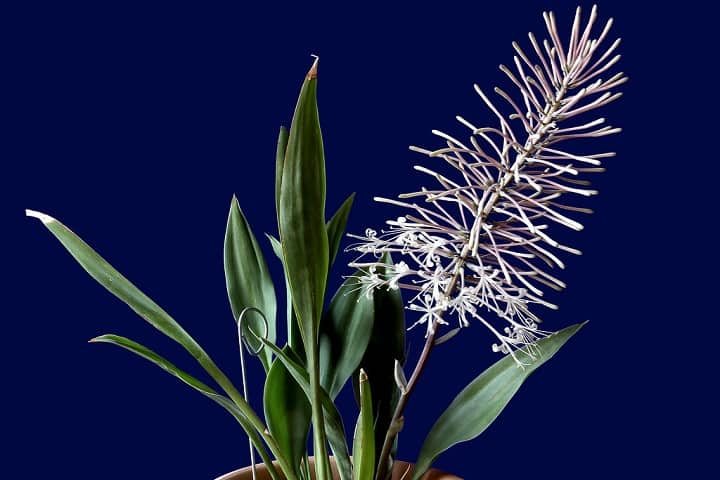 انواع گیاه سانسوریا