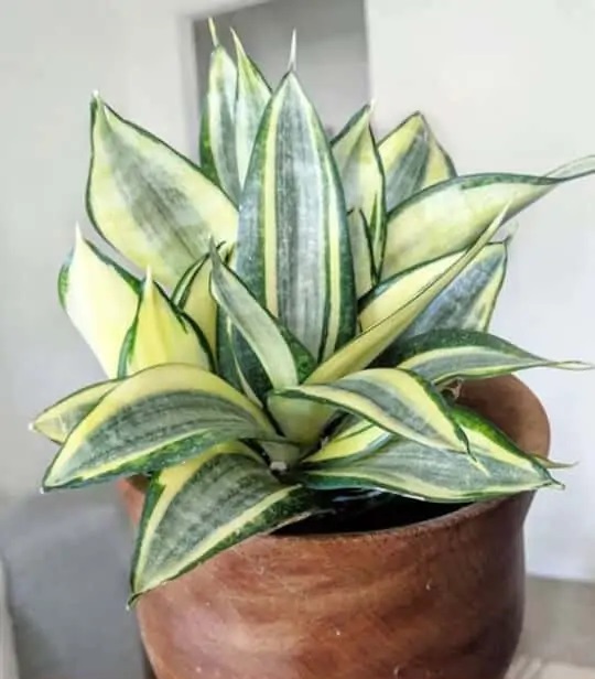 انواع سانسوریای ابلق