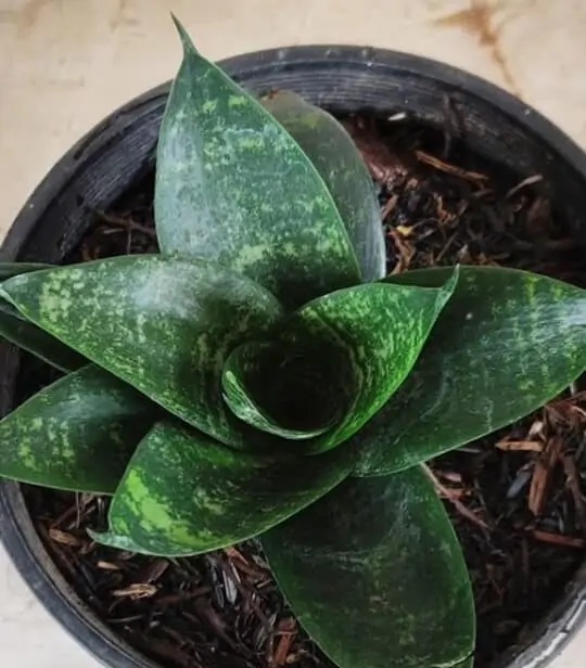 انواع گل سبز