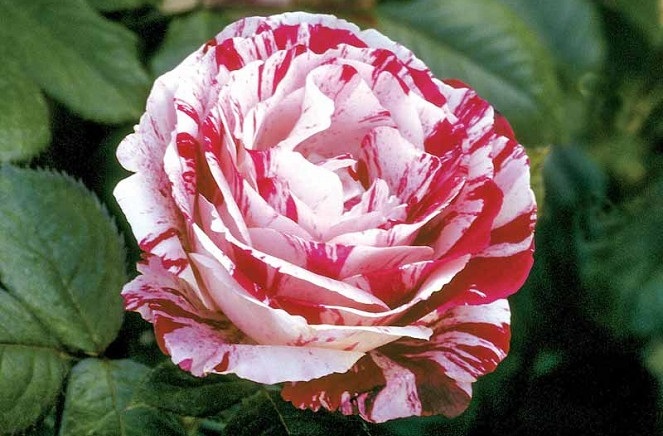 گل رز خوشبو برای باغچه