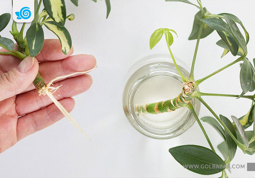 تکثیر شفلرا از طریق برگ