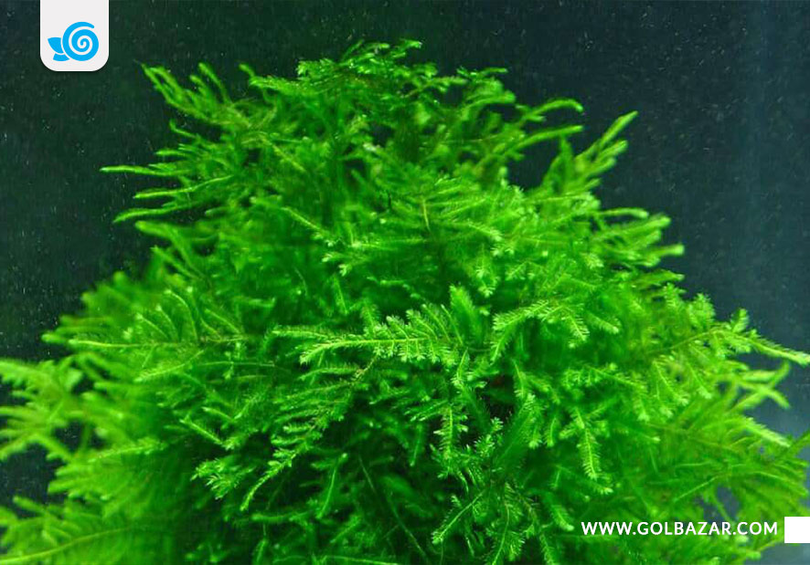 انواع گیاه آکواریومی- خزه جاوا