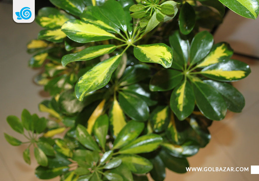 تکثیر شفلرا - به روش ریشه هوایی