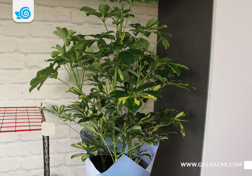 روش تکثیر گل شفلرا در خانه