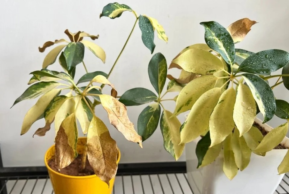 زرد شدن برگ های شفلرا