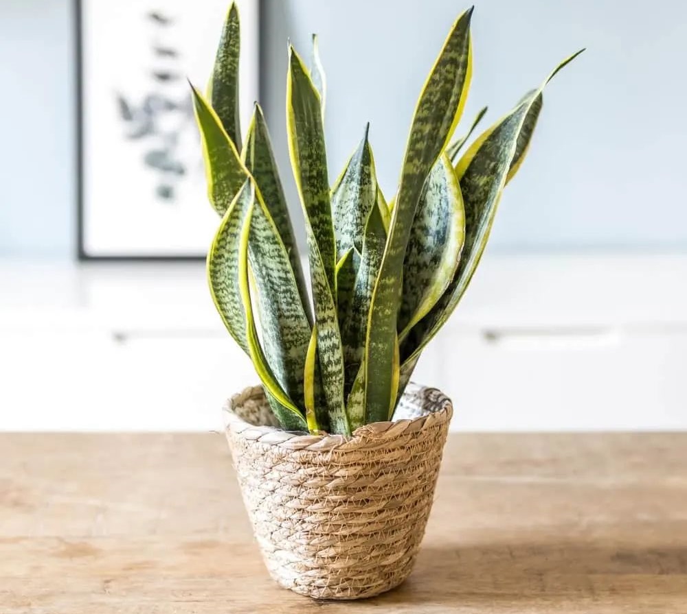 گل برگ پهن سانسوریا