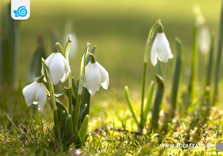 گل های زمستانی-گل موگه