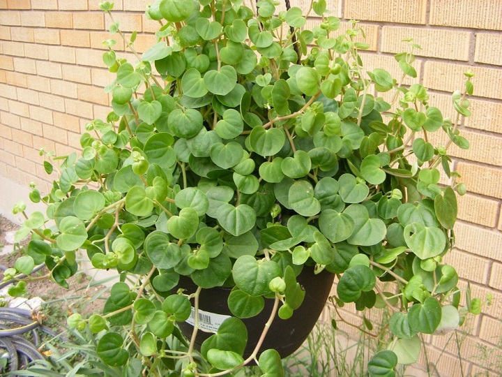 انواع گل قاشقی