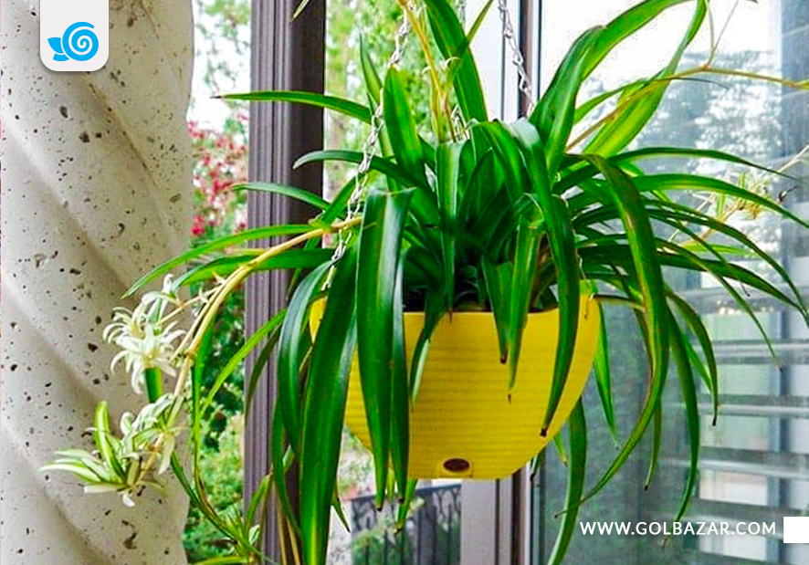 نگهداری گل گندمی در بالکن