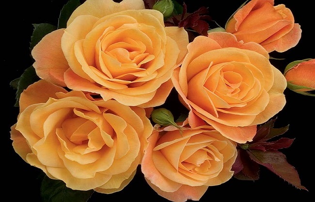 گل رز زیبا برای حیاط