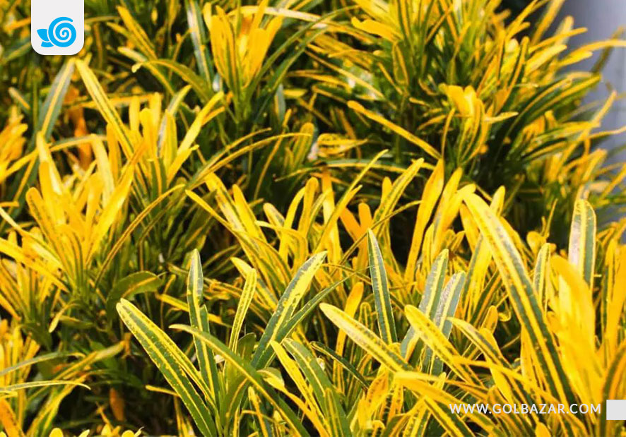 گل کروتون زرد