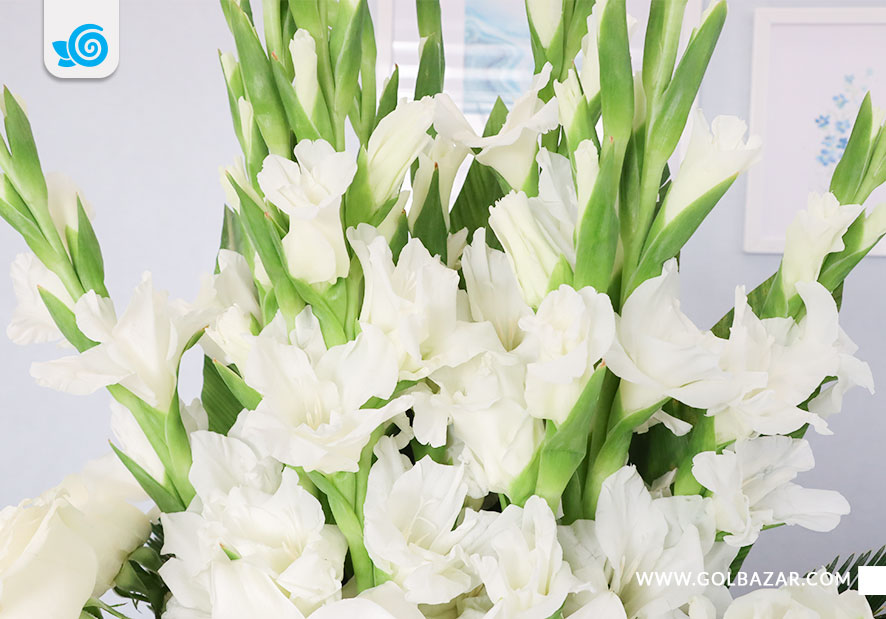 گل ترحیم برای ایران - گل گلایول