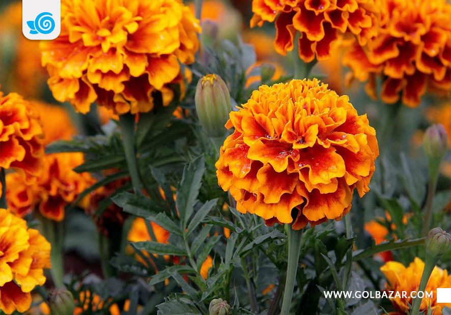 گل زمستان و پاییز برای حیاط - گل جعفری