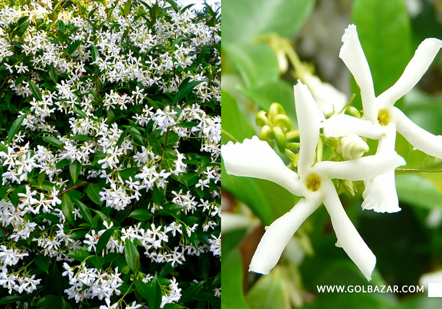 گل یاس اذب ستاره ای