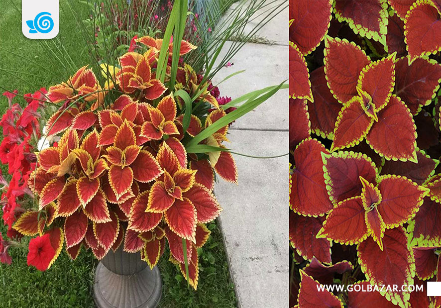 انواع گیاه حسن یوسف