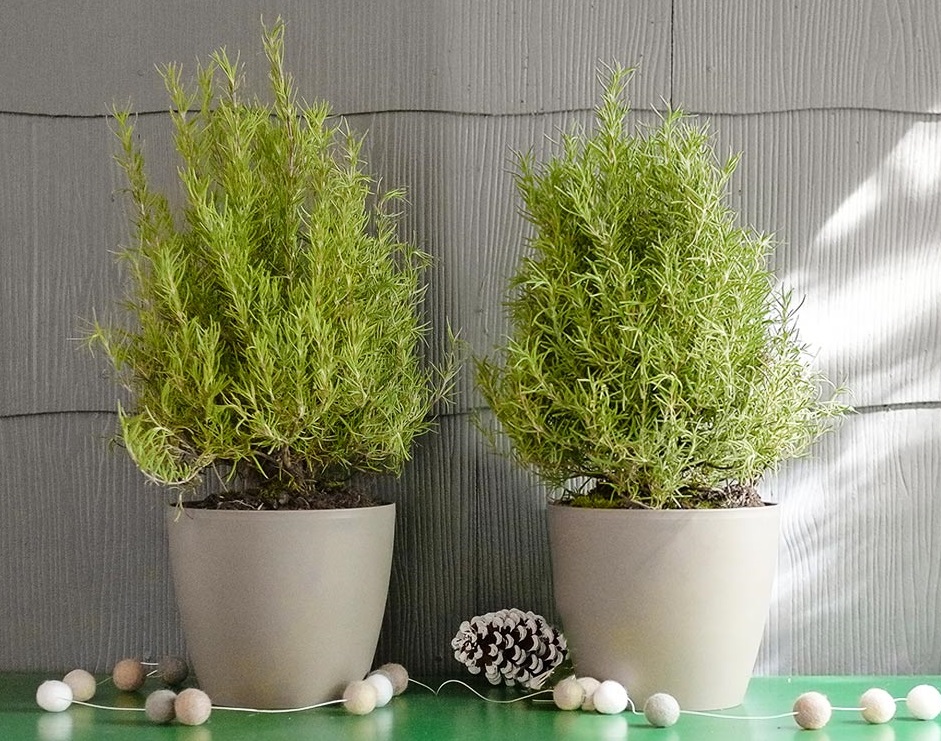 نگهداری رزماری در گلدان