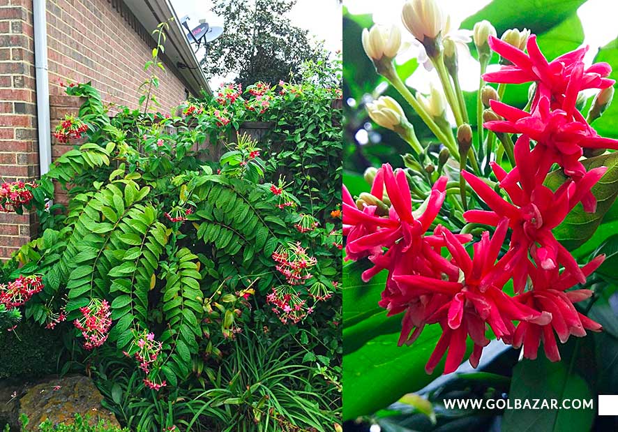 انواع گل یاس