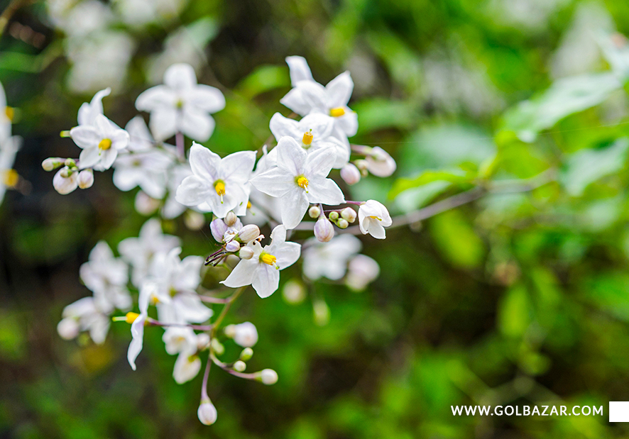 انواع گل یاس با عکس