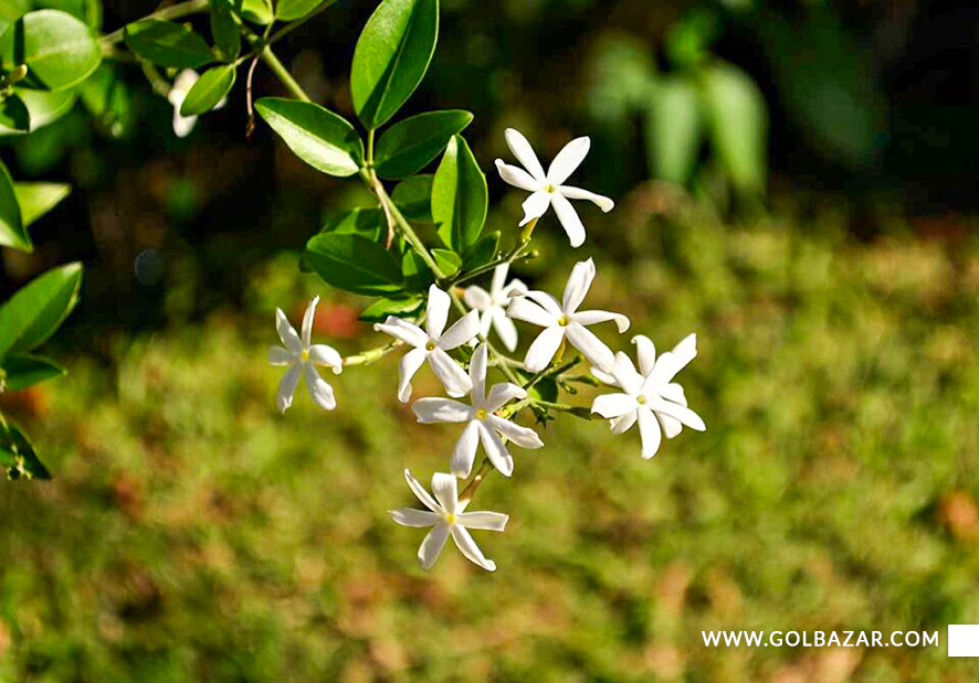 گل یاس رونده زیبا