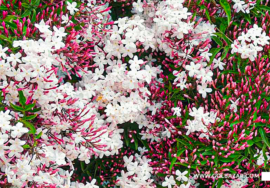 گل یاس صورتی