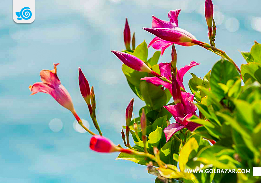 گل یاس رنگی