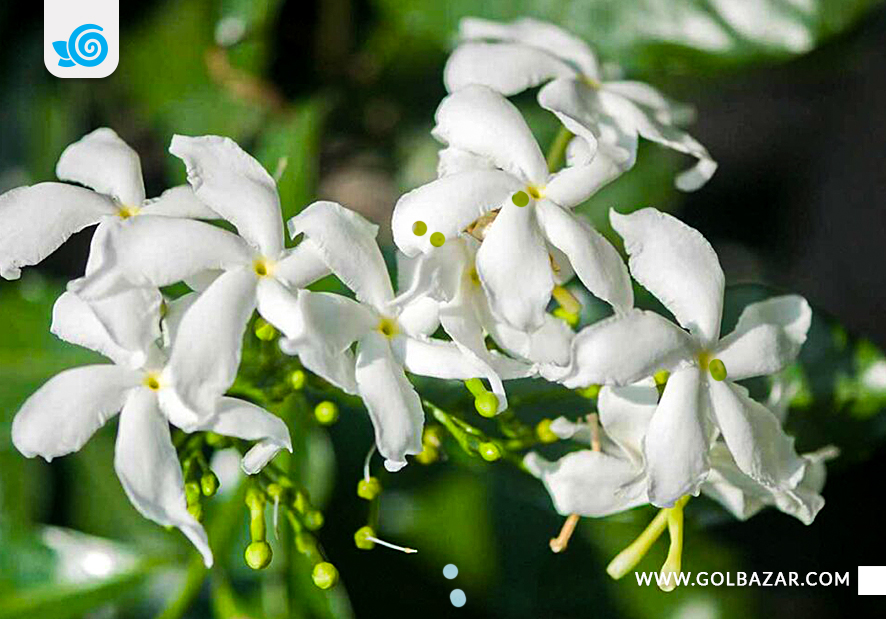 گل یاس خوش بو