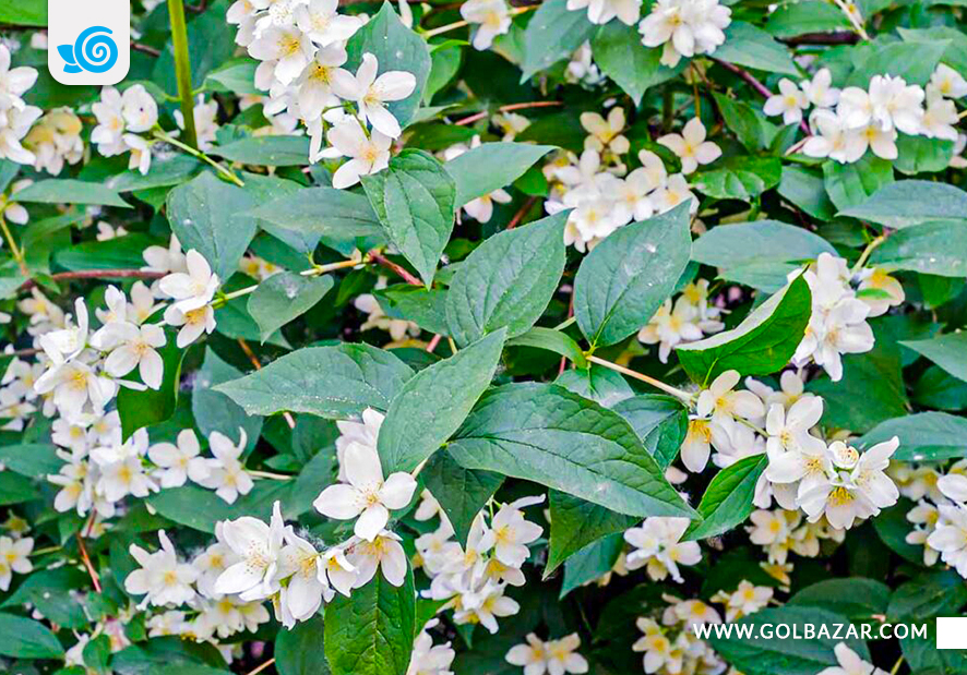 نواع گل یاس برای حیاط