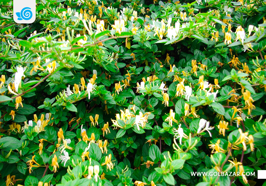 گل یاس امین الدوله