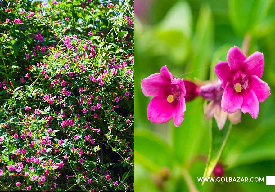 انواع گل یاس قرمز