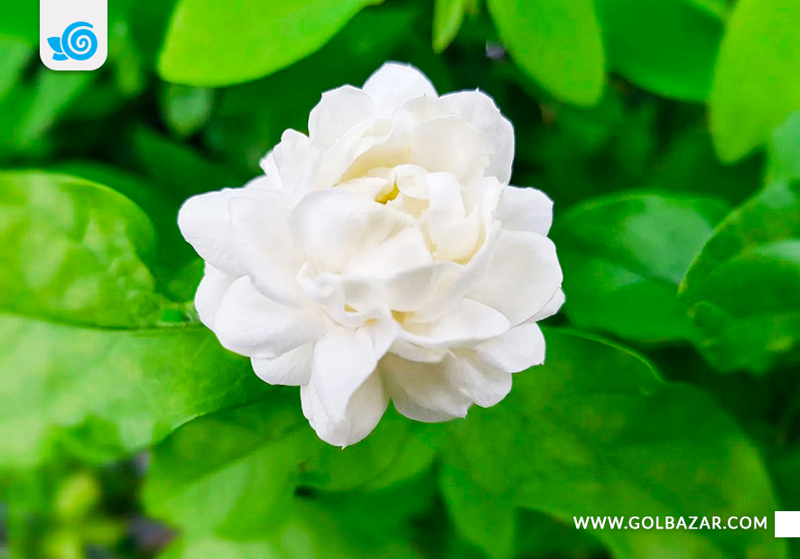 گل یاس رازقی