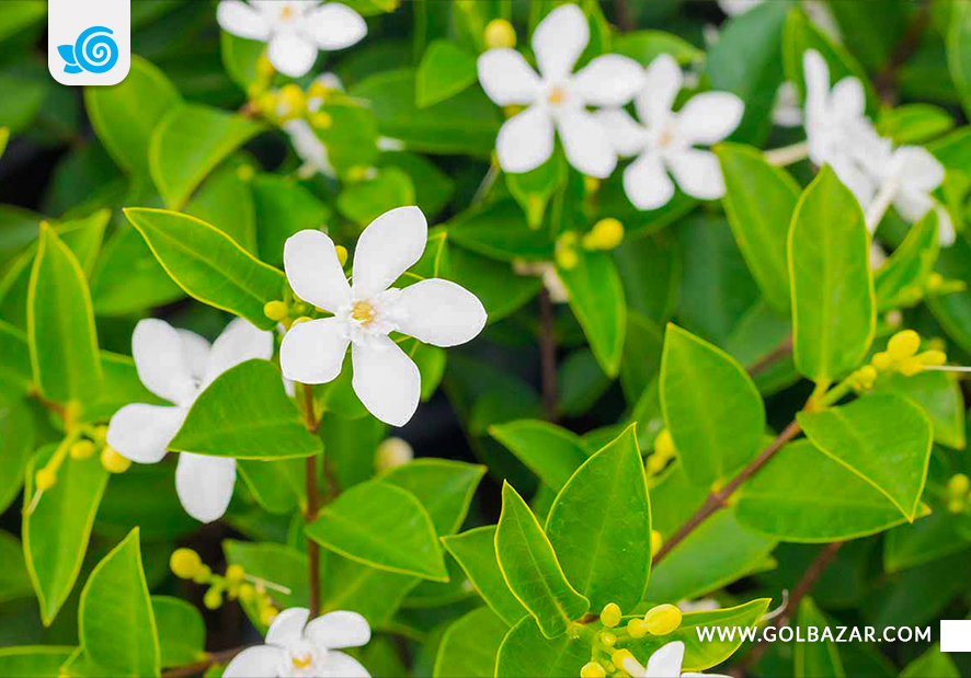 گل یاس سفید