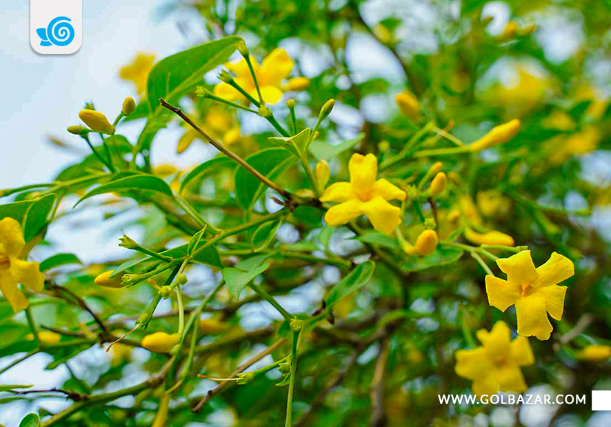 گل یاس زرد رنگ