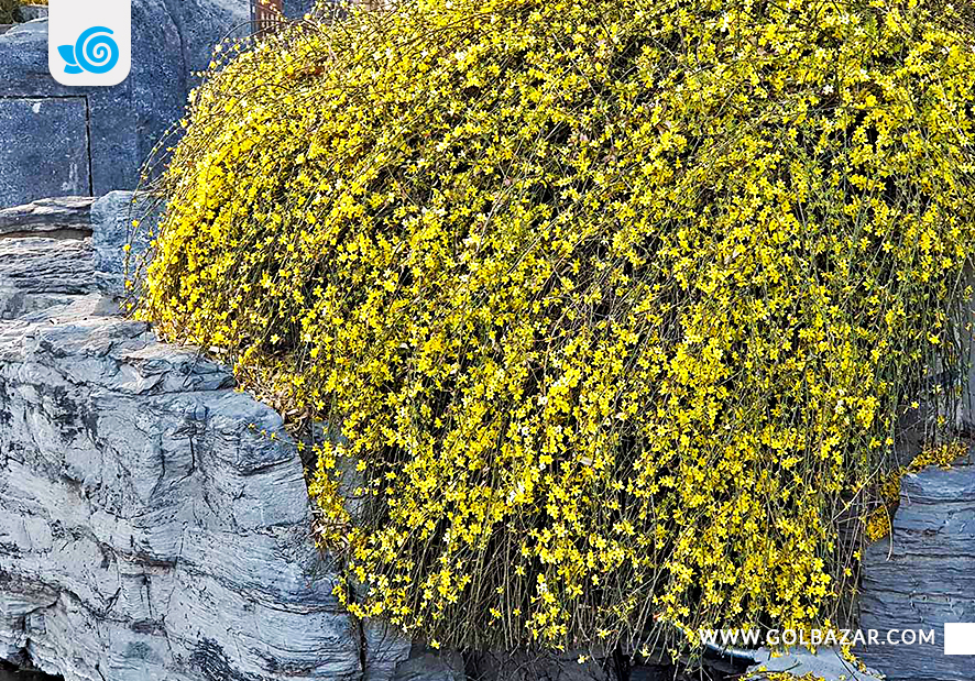 گل یاس زمستانی