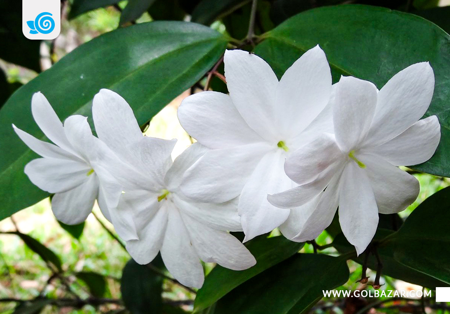 گل یاس سفید زیبا