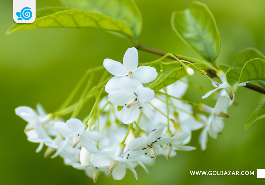 گل یاس معطر